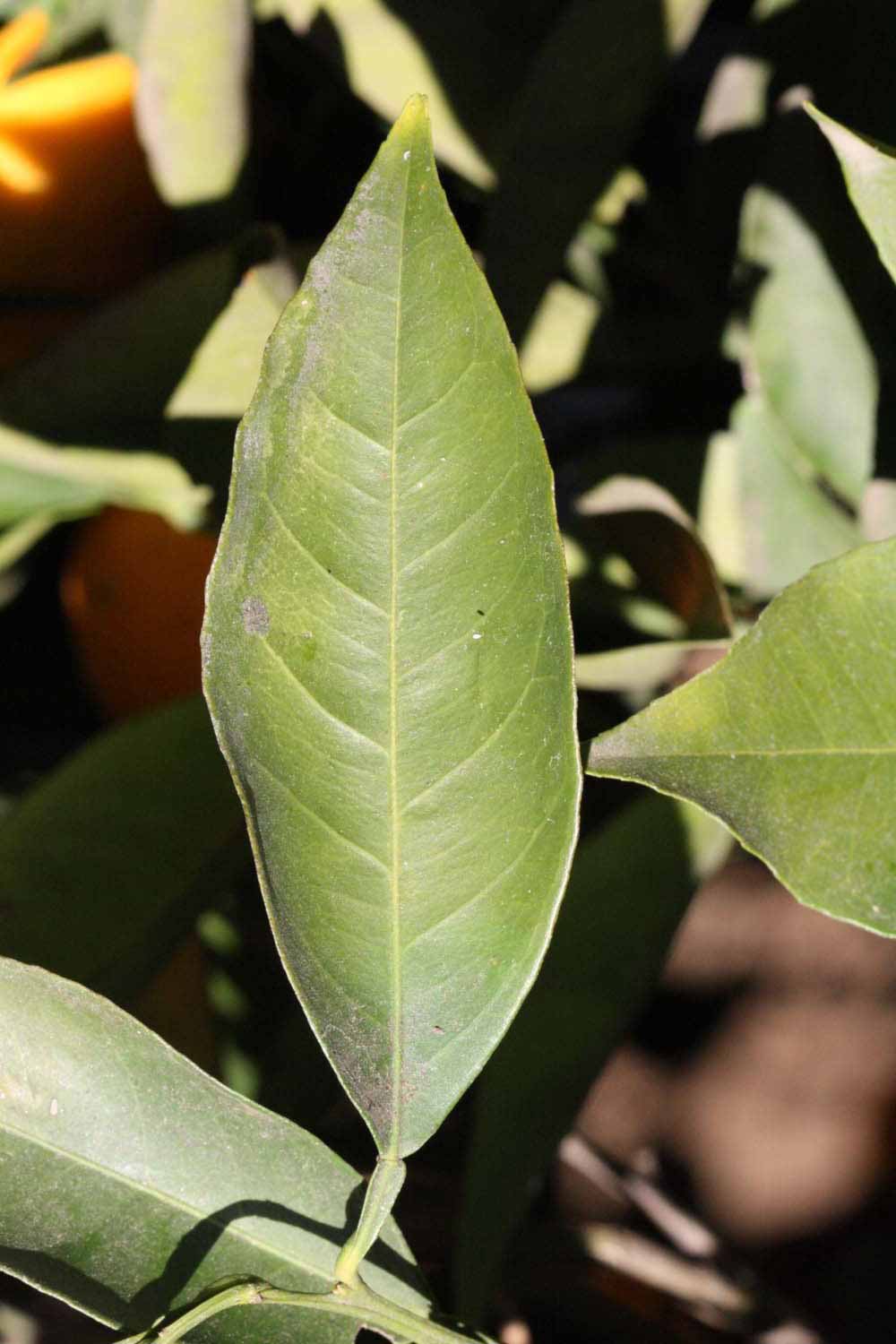              Unifoliolate leaf (Riverside, CA)       